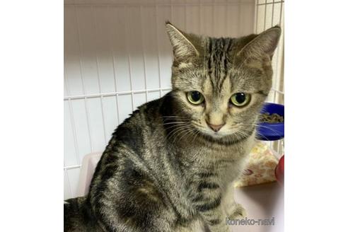 販売中のアメリカンショートヘアの親猫